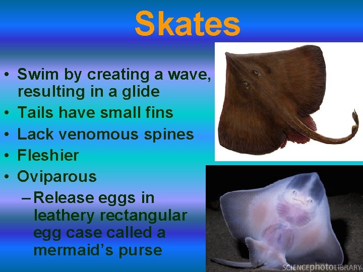 Skates • Swim by creating a wave, resulting in a glide • Tails have