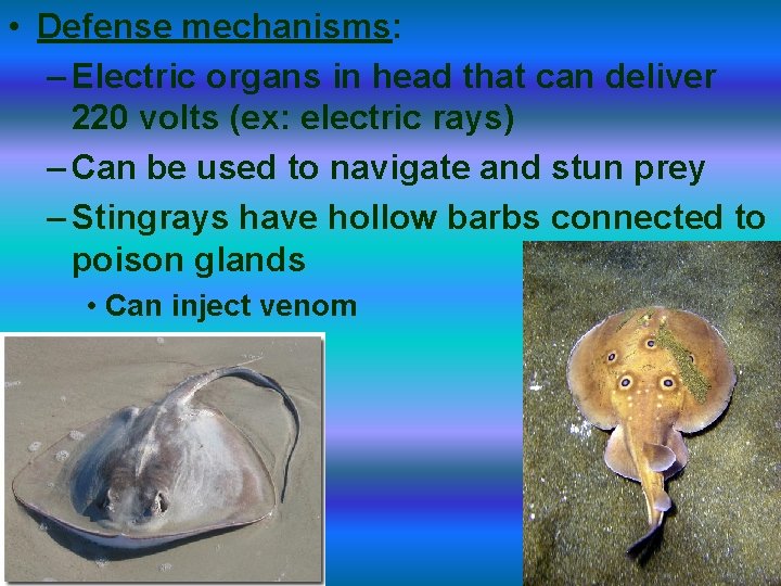  • Defense mechanisms: – Electric organs in head that can deliver 220 volts