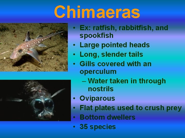 Chimaeras • Ex: ratfish, rabbitfish, and spookfish • Large pointed heads • Long, slender