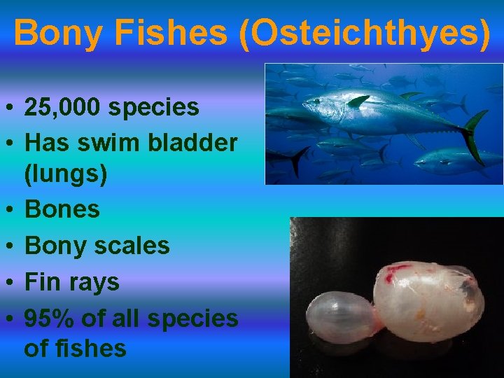 Bony Fishes (Osteichthyes) • 25, 000 species • Has swim bladder (lungs) • Bones