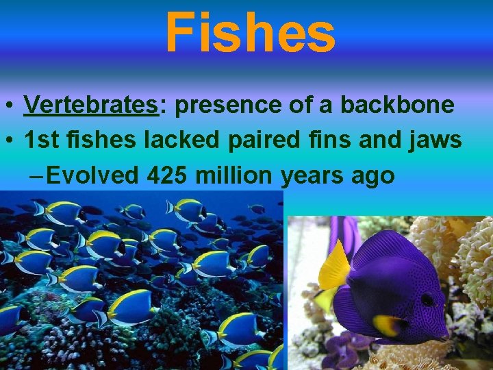 Fishes • Vertebrates: presence of a backbone • 1 st fishes lacked paired fins