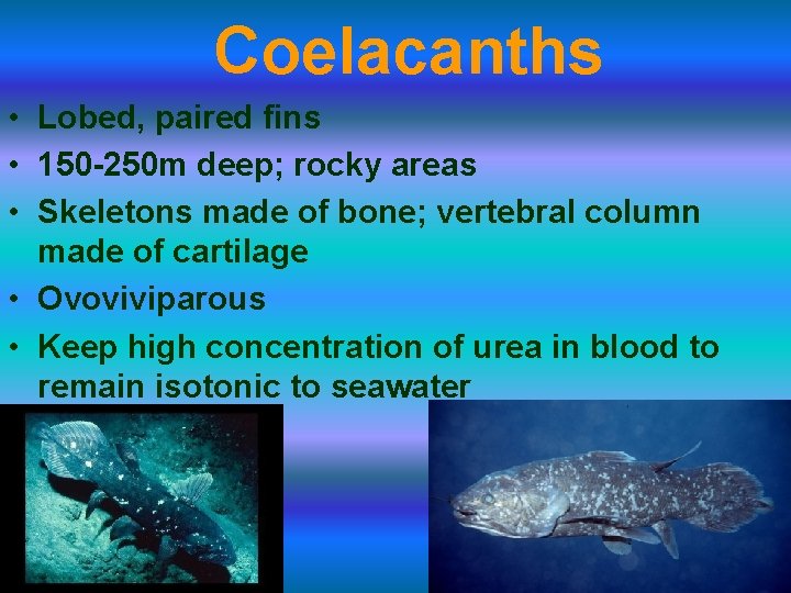 Coelacanths • Lobed, paired fins • 150 -250 m deep; rocky areas • Skeletons