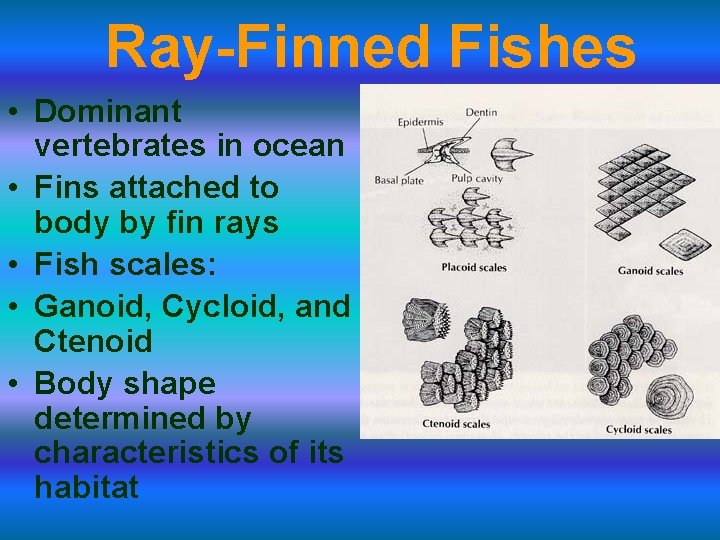 Ray-Finned Fishes • Dominant vertebrates in ocean • Fins attached to body by fin