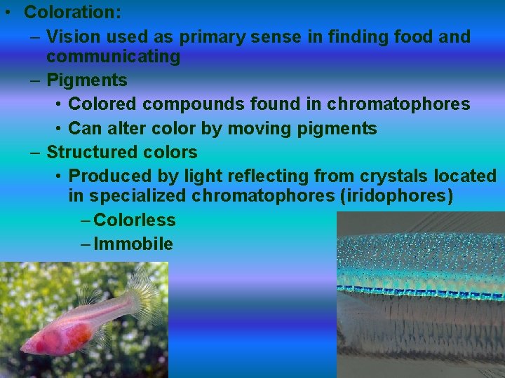  • Coloration: – Vision used as primary sense in finding food and communicating