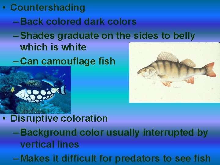  • Countershading – Back colored dark colors – Shades graduate on the sides