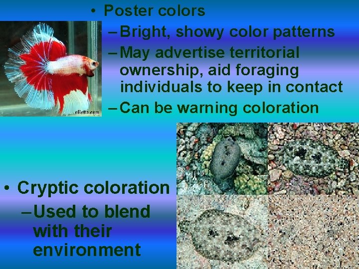  • Poster colors – Bright, showy color patterns – May advertise territorial ownership,