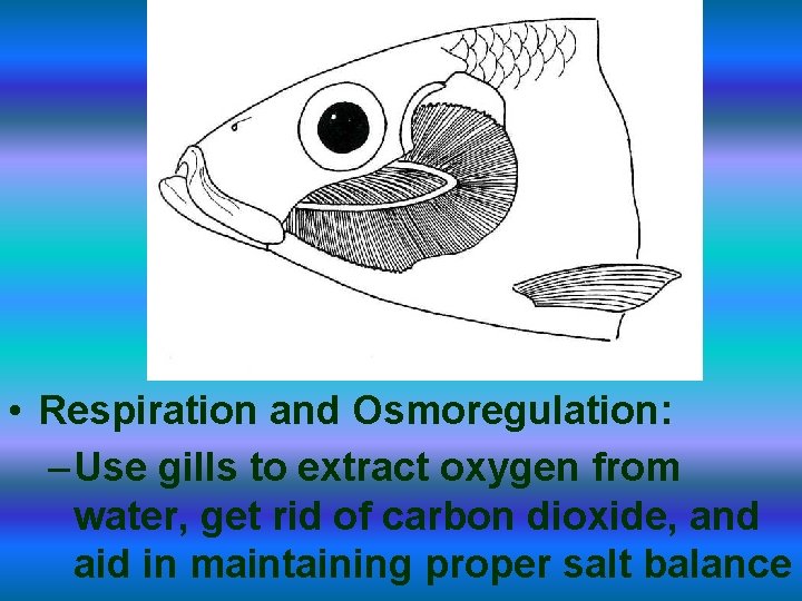  • Respiration and Osmoregulation: – Use gills to extract oxygen from water, get