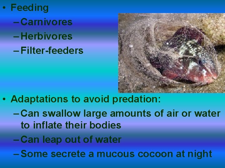  • Feeding – Carnivores – Herbivores – Filter-feeders • Adaptations to avoid predation: