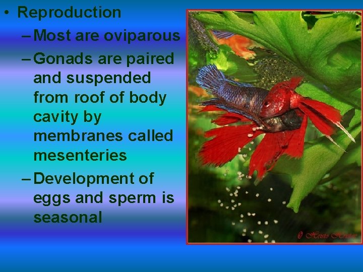  • Reproduction – Most are oviparous – Gonads are paired and suspended from