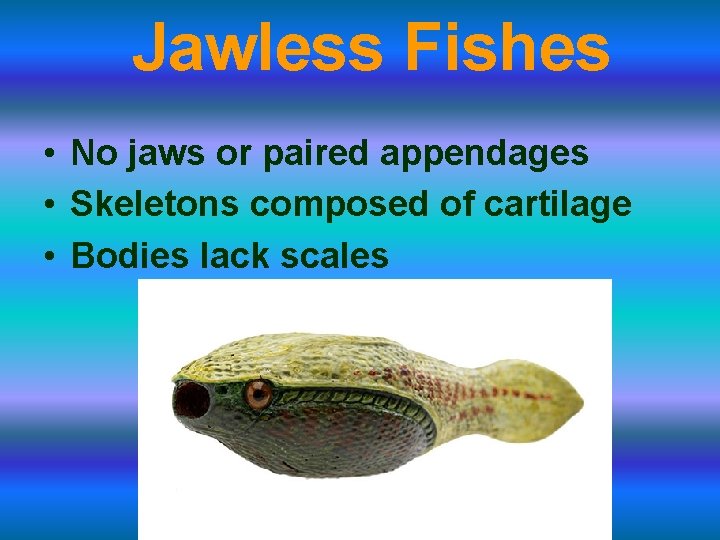 Jawless Fishes • No jaws or paired appendages • Skeletons composed of cartilage •