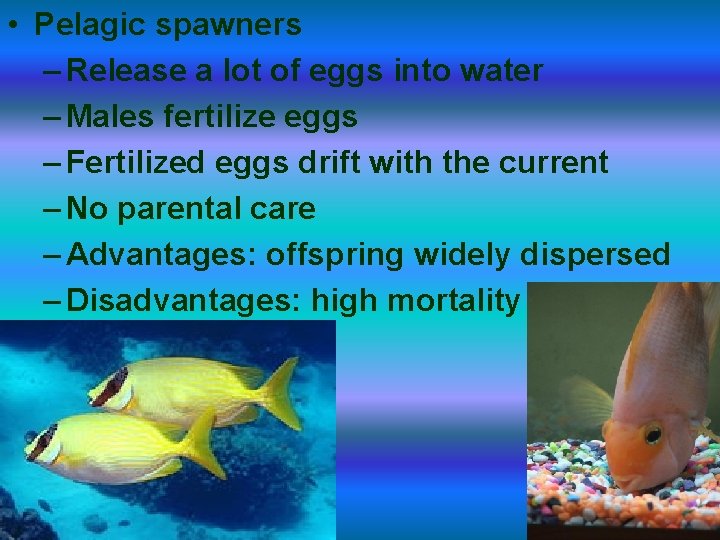  • Pelagic spawners – Release a lot of eggs into water – Males