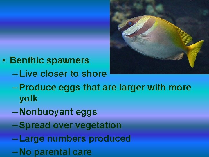  • Benthic spawners – Live closer to shore – Produce eggs that are