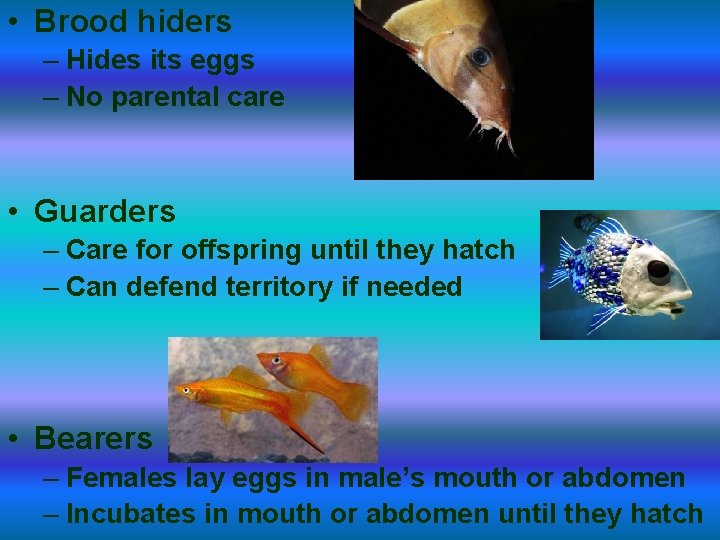  • Brood hiders – Hides its eggs – No parental care • Guarders