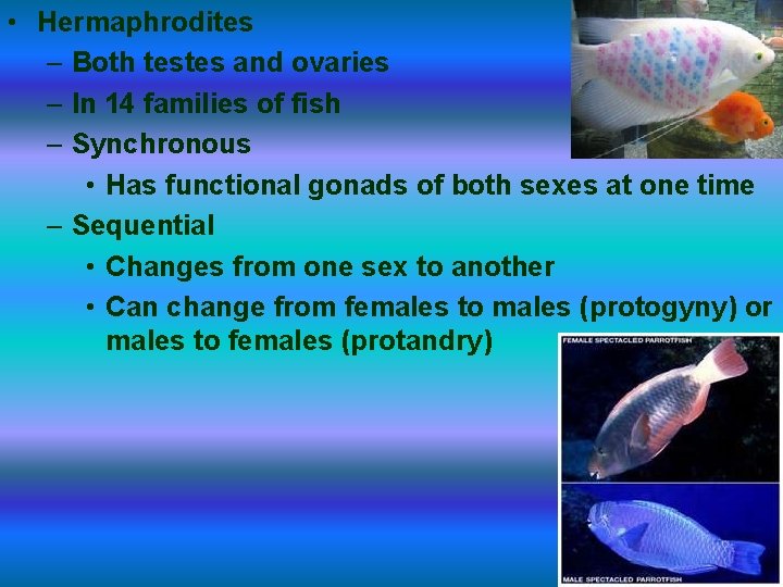  • Hermaphrodites – Both testes and ovaries – In 14 families of fish