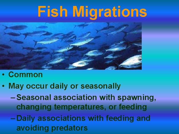 Fish Migrations • Common • May occur daily or seasonally – Seasonal association with