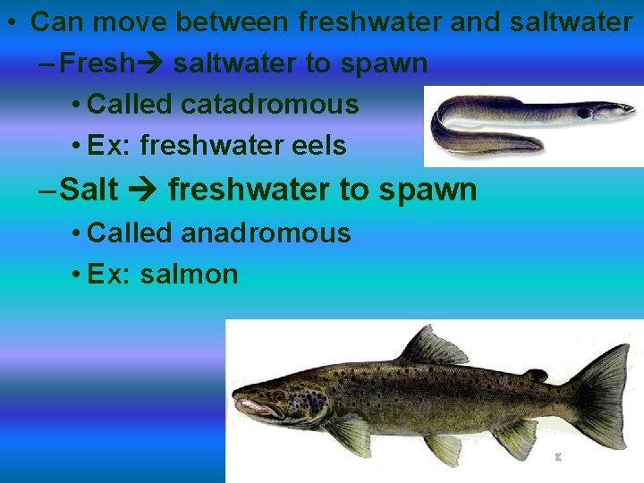  • Can move between freshwater and saltwater – Fresh saltwater to spawn •