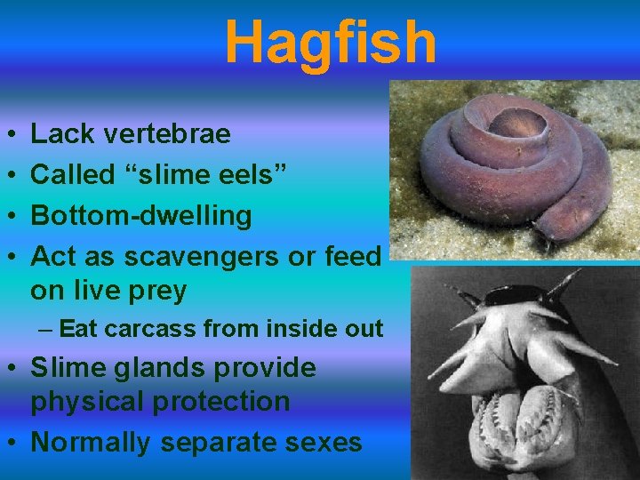 Hagfish • • Lack vertebrae Called “slime eels” Bottom-dwelling Act as scavengers or feed