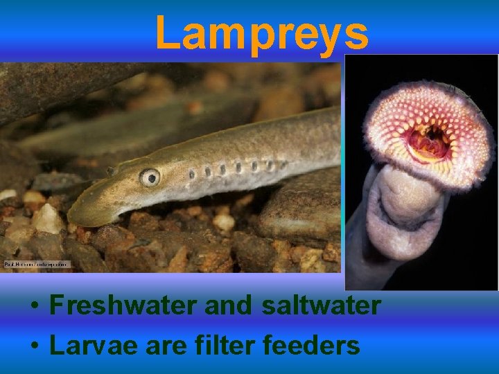 Lampreys • Freshwater and saltwater • Larvae are filter feeders 