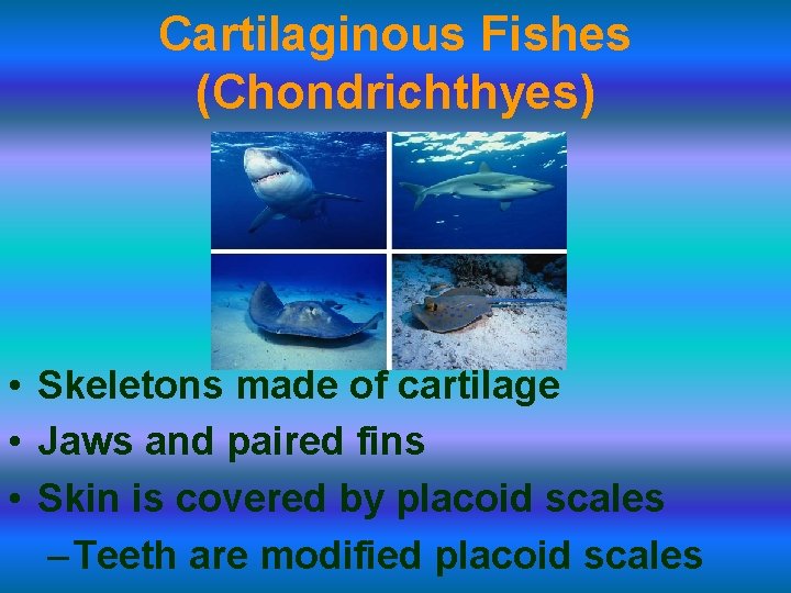 Cartilaginous Fishes (Chondrichthyes) • Skeletons made of cartilage • Jaws and paired fins •
