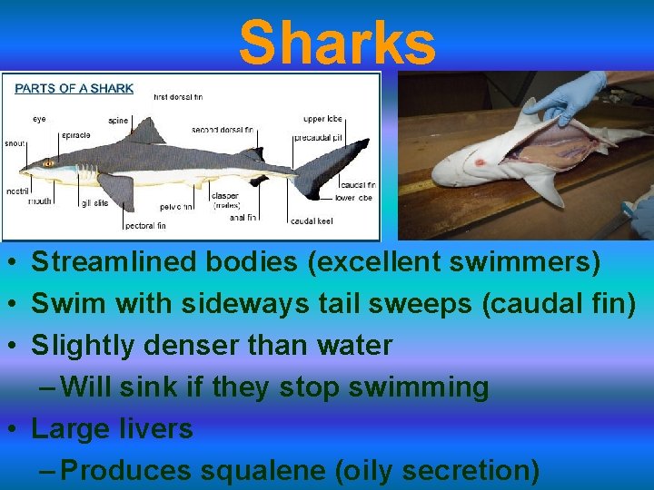 Sharks • Streamlined bodies (excellent swimmers) • Swim with sideways tail sweeps (caudal fin)