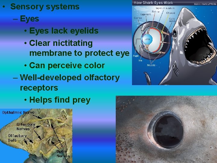  • Sensory systems – Eyes • Eyes lack eyelids • Clear nictitating membrane