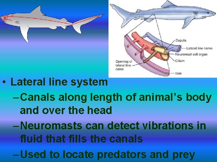  • Lateral line system – Canals along length of animal’s body and over