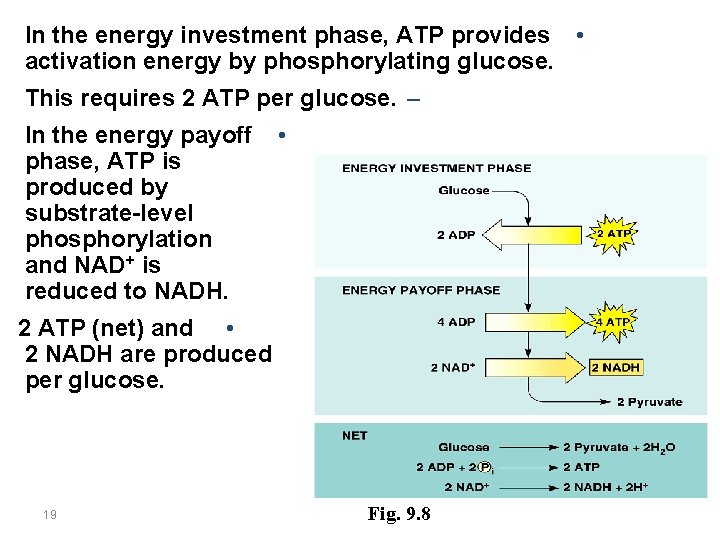 In the energy investment phase, ATP provides • activation energy by phosphorylating glucose. This
