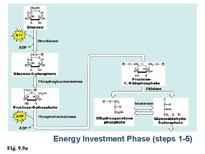 Energy Investment Phase (steps 1 -5) 20 Fig. 9. 9 a 