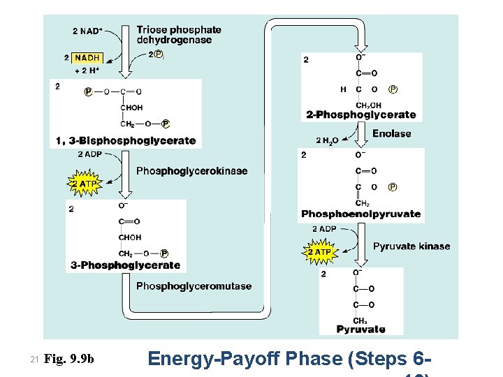 21 Fig. 9. 9 b Energy-Payoff Phase (Steps 6 - 