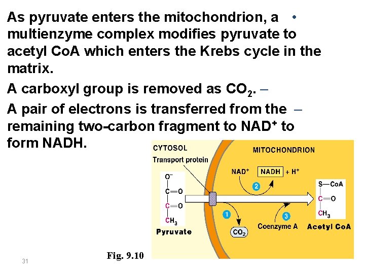 As pyruvate enters the mitochondrion, a • multienzyme complex modifies pyruvate to acetyl Co.