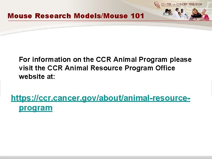 Mouse Research Models/Mouse 101 For information on the CCR Animal Program please visit the