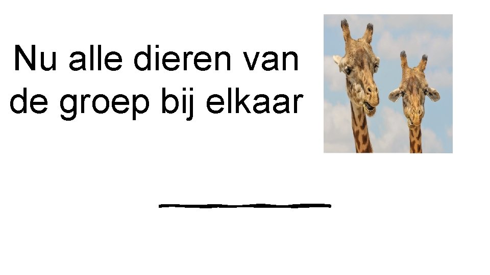 Nu alle dieren van de groep bij elkaar 