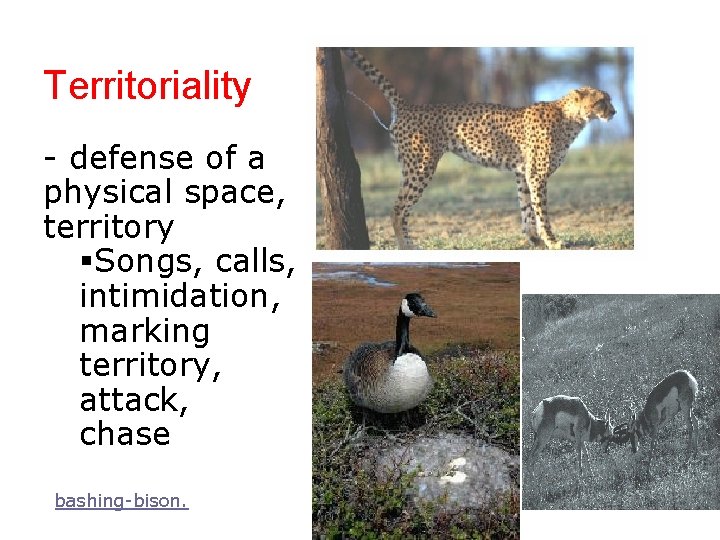 Territoriality - defense of a physical space, territory §Songs, calls, intimidation, marking territory, attack,
