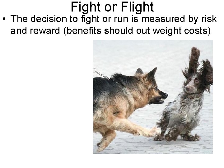 Fight or Flight • The decision to fight or run is measured by risk