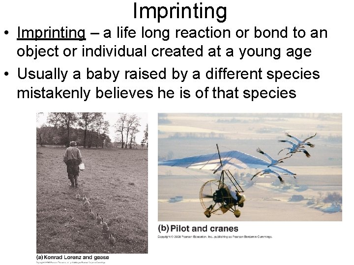 Imprinting • Imprinting – a life long reaction or bond to an object or