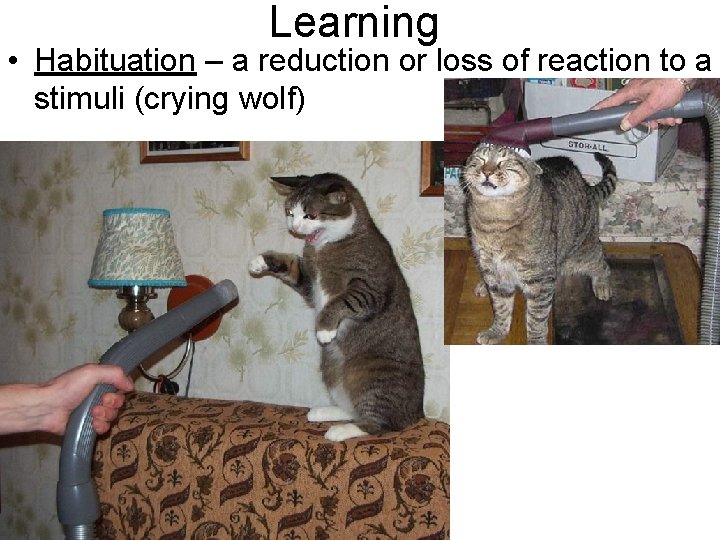 Learning • Habituation – a reduction or loss of reaction to a stimuli (crying