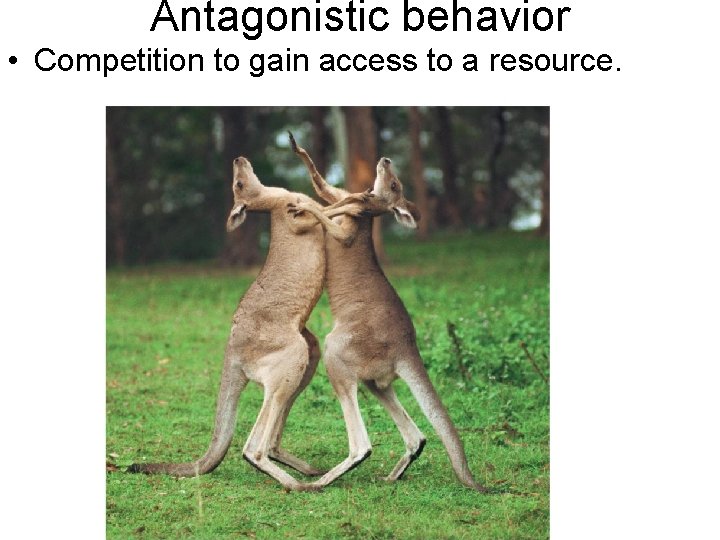 Antagonistic behavior • Competition to gain access to a resource. 