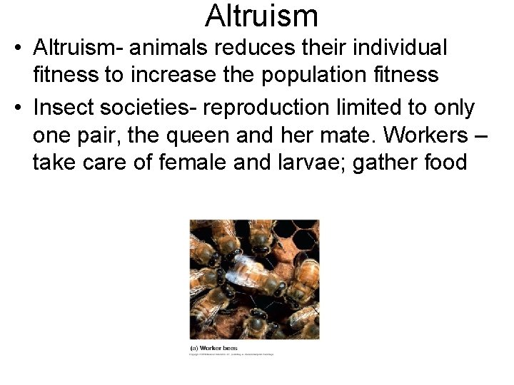 Altruism • Altruism- animals reduces their individual fitness to increase the population fitness •