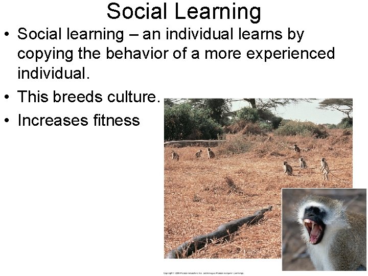 Social Learning • Social learning – an individual learns by copying the behavior of