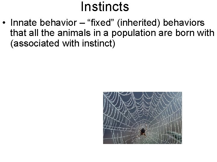 Instincts • Innate behavior – “fixed” (inherited) behaviors that all the animals in a