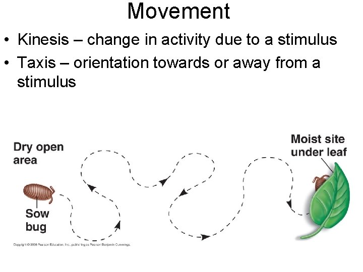 Movement • Kinesis – change in activity due to a stimulus • Taxis –
