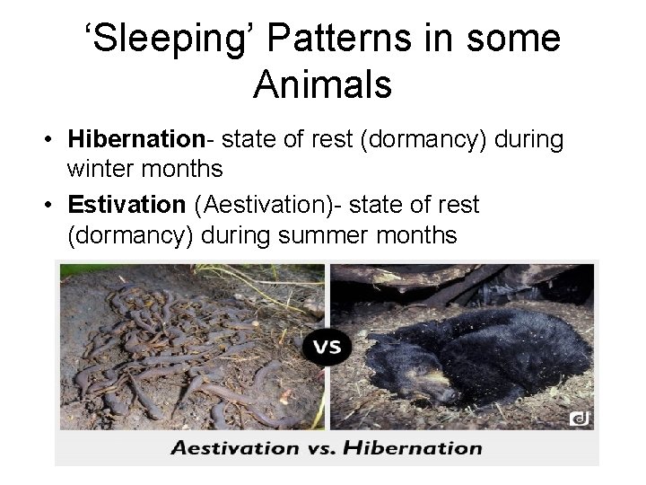 ‘Sleeping’ Patterns in some Animals • Hibernation- state of rest (dormancy) during winter months