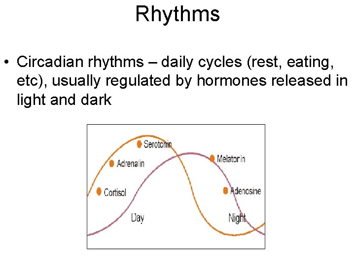 Rhythms • Circadian rhythms – daily cycles (rest, eating, etc), usually regulated by hormones