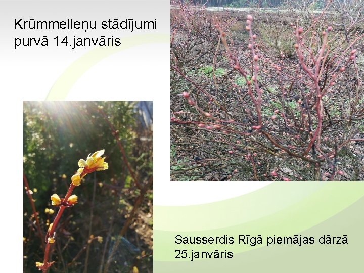Krūmmelleņu stādījumi purvā 14. janvāris Sausserdis Rīgā piemājas dārzā 25. janvāris 