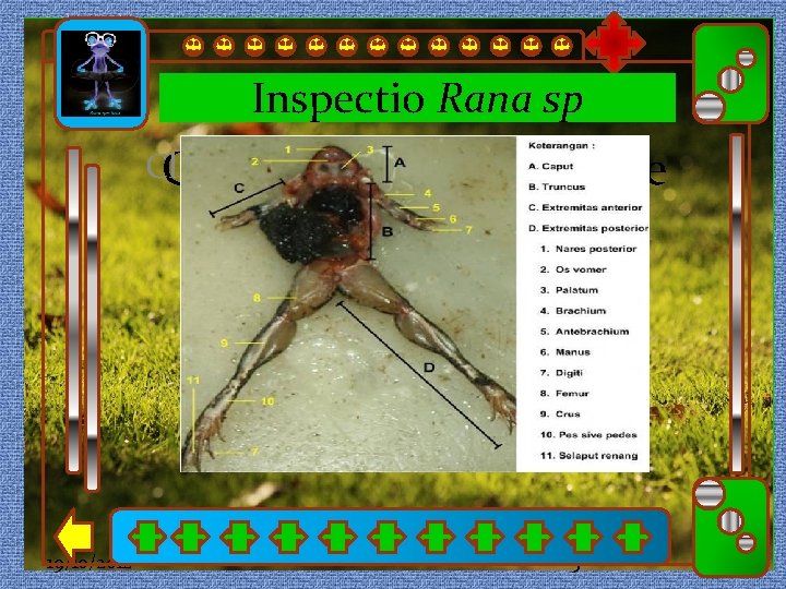 Inspectio Rana sp Click to edit Master subtitle style Click to edit title style