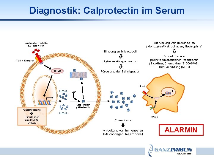 Diagnostik: Calprotectin im Serum Aktivierung von Immunzellen (Monozyten/Makrophagen, Neutrophile) Bakterielle Produkte (z. B. Endotoxin)
