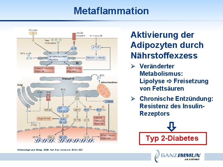 Metaflammation Aktivierung der Adipozyten durch Nährstoffexzess Ø Veränderter Metabolismus: Lipolyse Freisetzung von Fettsäuren Ø