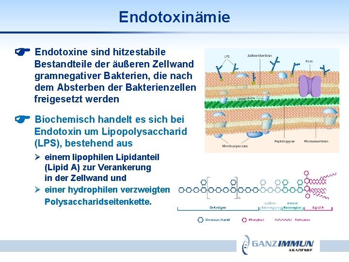 Endotoxinämie Endotoxine sind hitzestabile Bestandteile der äußeren Zellwand gramnegativer Bakterien, die nach dem Absterben