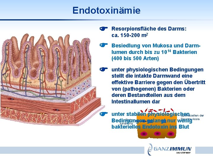 Endotoxinämie Resorpionsfläche des Darms: ca. 150 -200 m 2 Besiedlung von Mukosa und Darmlumen