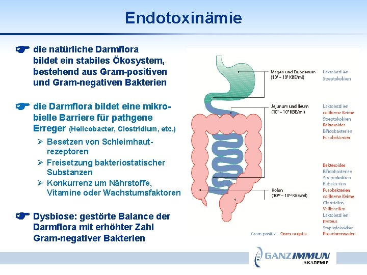 Endotoxinämie natürliche Darmflora die bildet ein stabiles Ökosystem, bestehend aus Gram-positiven und Gram-negativen Bakterien